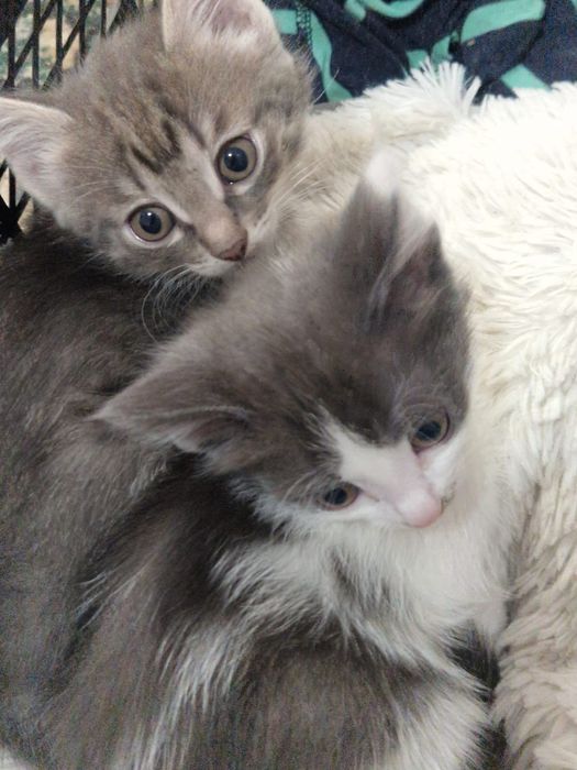 Котята ищут дом.