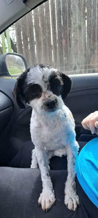 Tuns câine talie mica