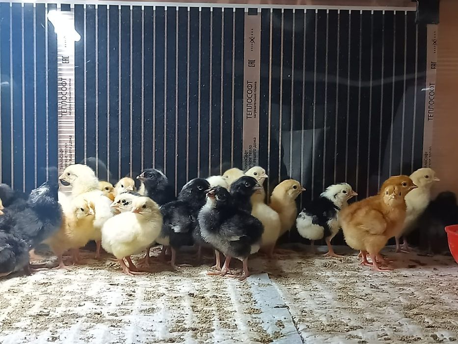 Инкубационное яйцо