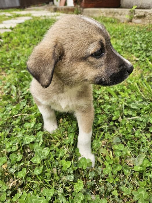 Малки кученца търсят дом