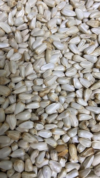 Бидай, пшеница, арпа, кебек, сұлы көтерме сату