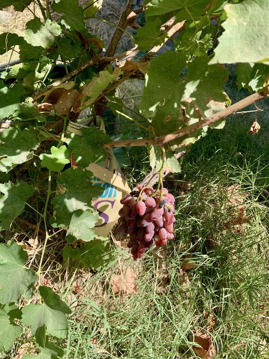 Земельный участок на локаторе