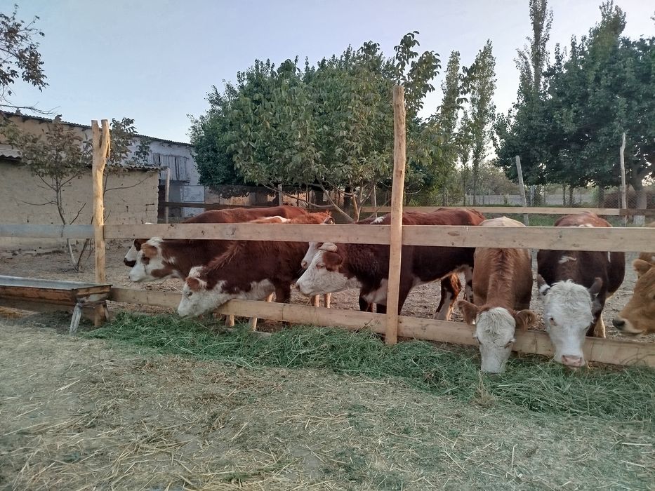 Импорт из России  Продажа оптом и в розницу КРС