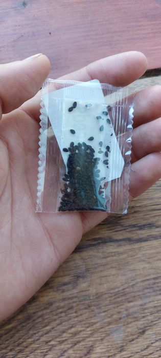 Venus flytrap Plantă carnivoră