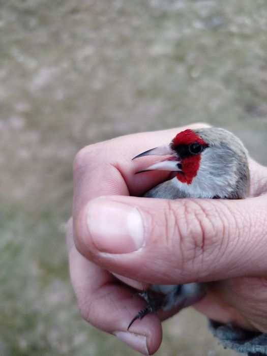 Кокил дурагай сава Срочно Сотилади отборный