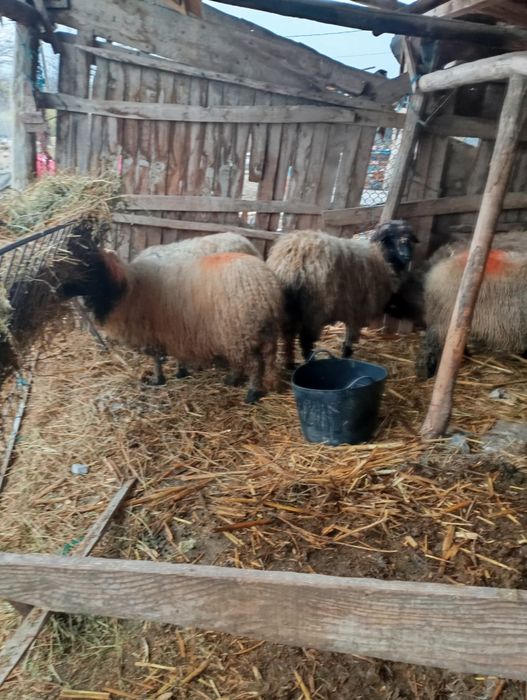 Vând oi sterpe de tăiat
