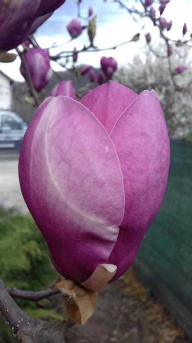 Vand puieti de magnolii