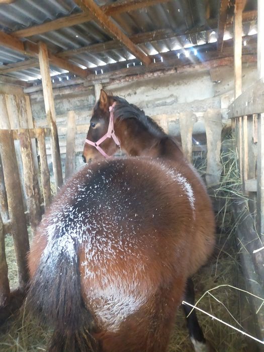 Продам тайчика только с поля