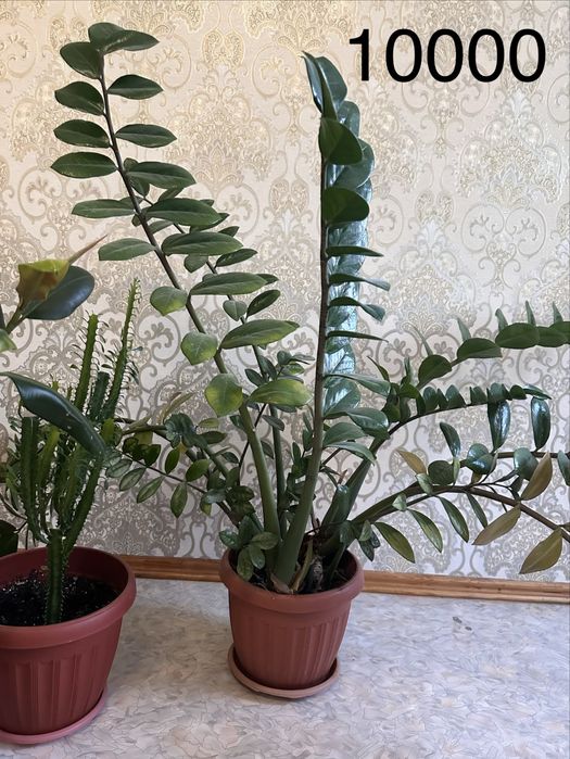 Домашние цветы гулдер