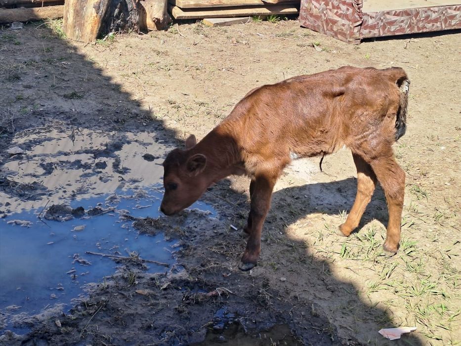 Телёнок 3 дневный