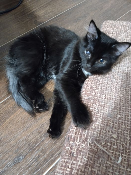 Ищем добрые ручки.