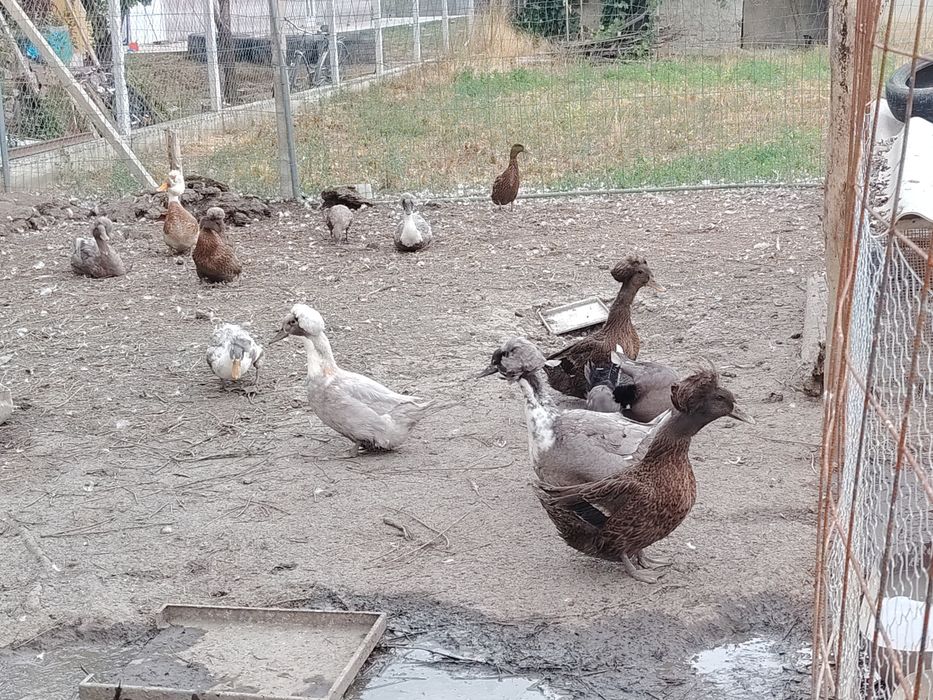 Rate moțate de vânzare