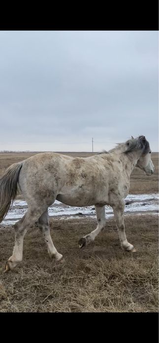 Айғыр  6-ға шығады