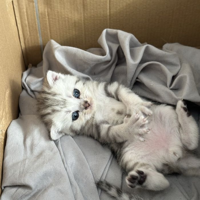 Шотландские котята