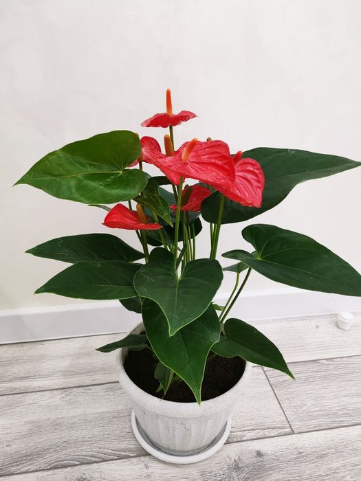 Комнатные растения. Доставка