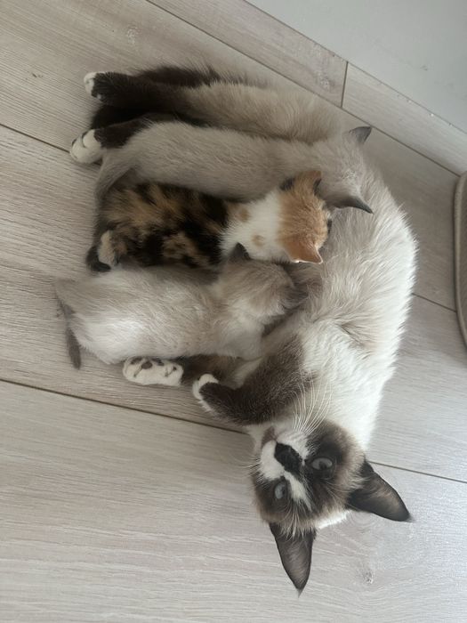 Кошка и котята. Отдам в хорошие руки