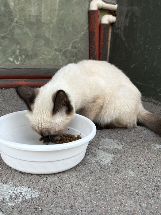 Продаётся милый сиамский котёнок