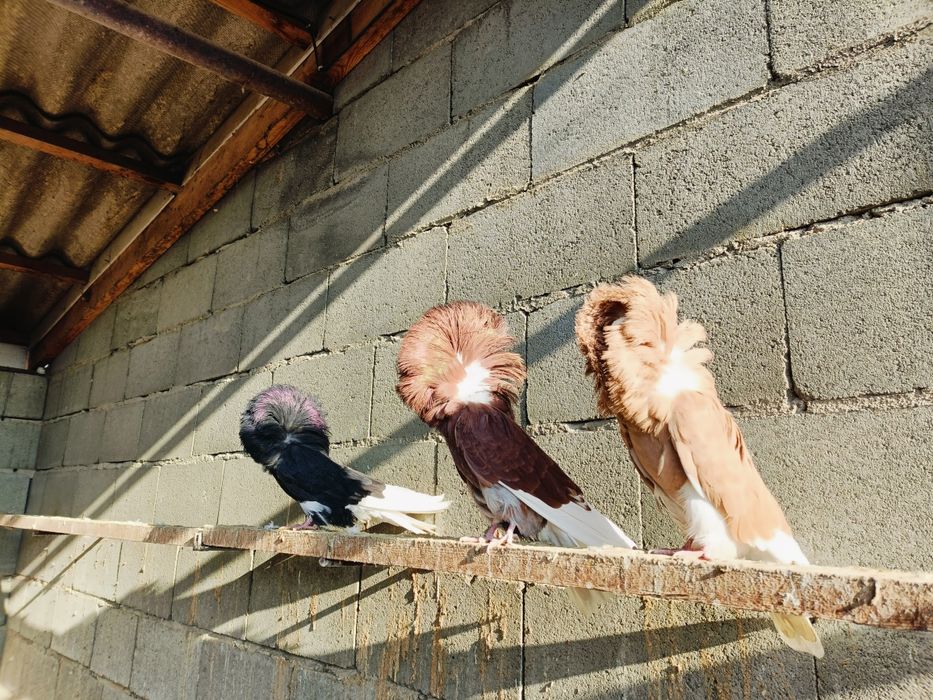 Голуби голуби голуби