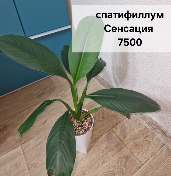 Комнатные цветы (адаптированные)