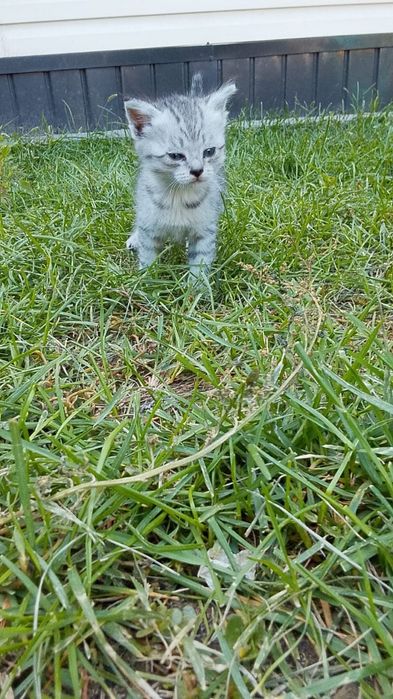 Котята бесплатно