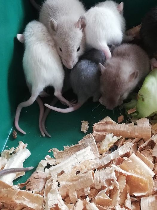 Декоративные крысята крыс