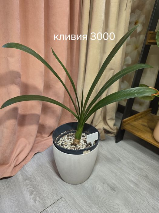 Комнатные растения