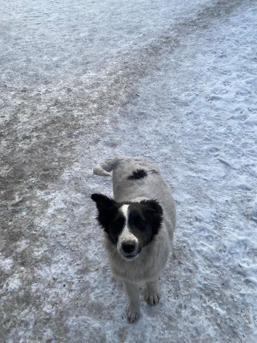 Отдам щенят в добрые руки, крупные 6 мес девочки