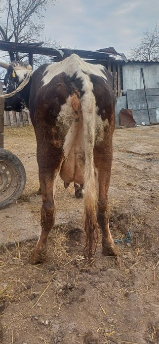 Vand vaca tânara  gestanta cu lapte