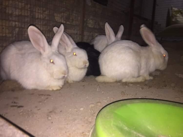 Veliqan zotli quyonlar sotiladi 200000 kelishiladi