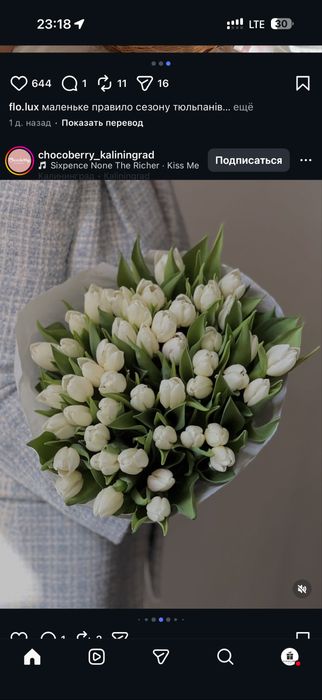 Тюльпаны Голландские