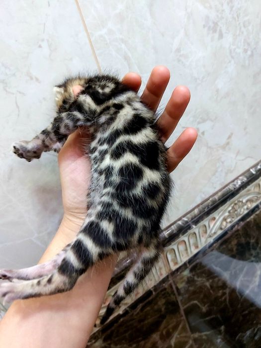КЛУБHЫЕ "Бенгальские котята"
