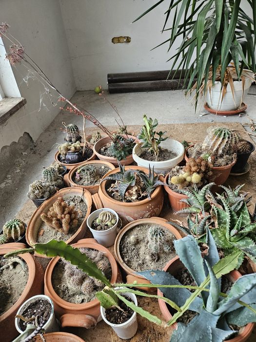 Различни кактуси по 5лв бройка