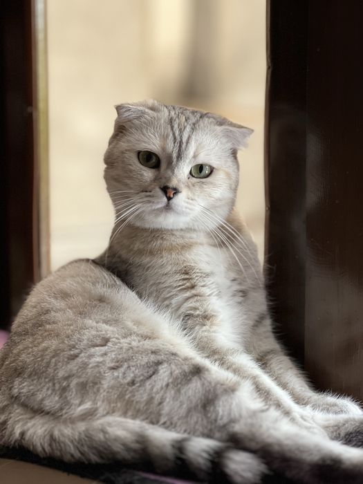 Красивая кошка шотландская вислоухая (шиншилла)