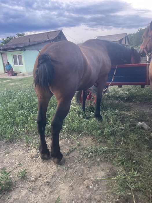 Vand mănză de doi ani