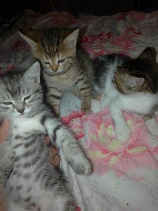Отдам котят в добрые руки