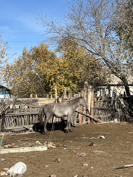 Продоётся лошадей