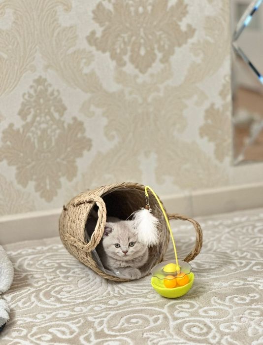 Британские котята