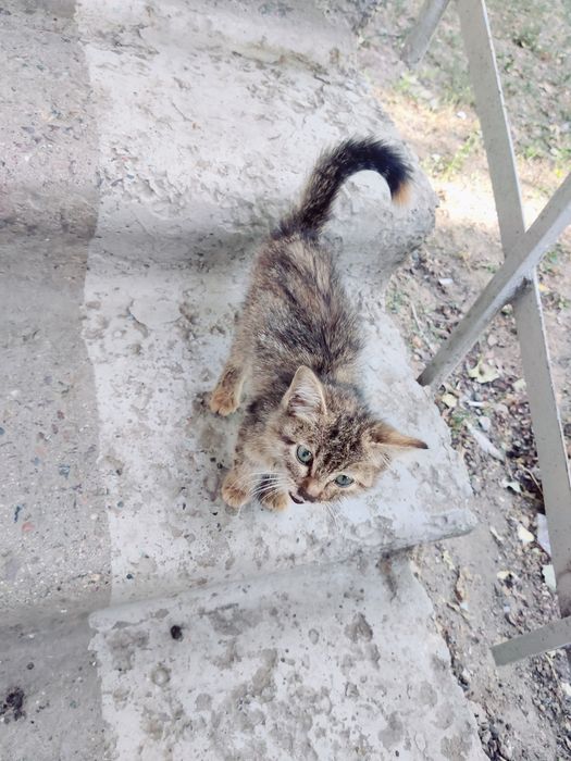 Котенка в добрые руки
