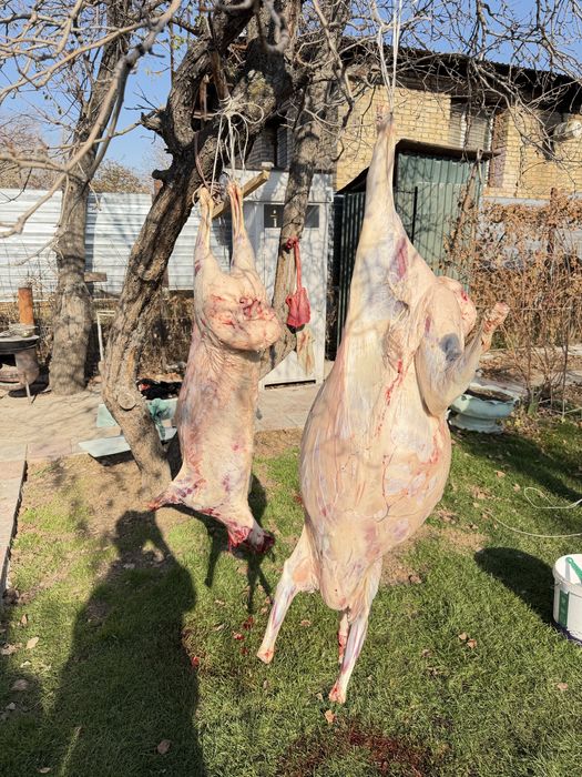 Мясо баранина свежее