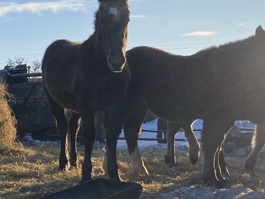 Продам жеребят 8-9 месяцев