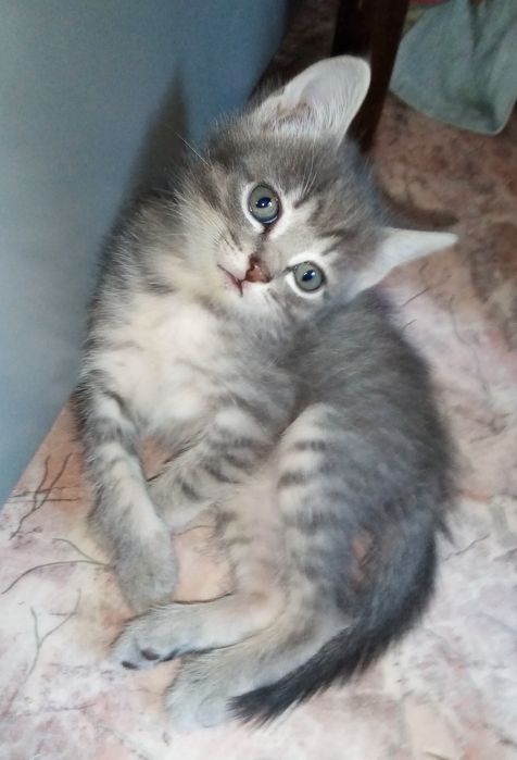 Отдам котят в добрые руки возраст 2 мес. .