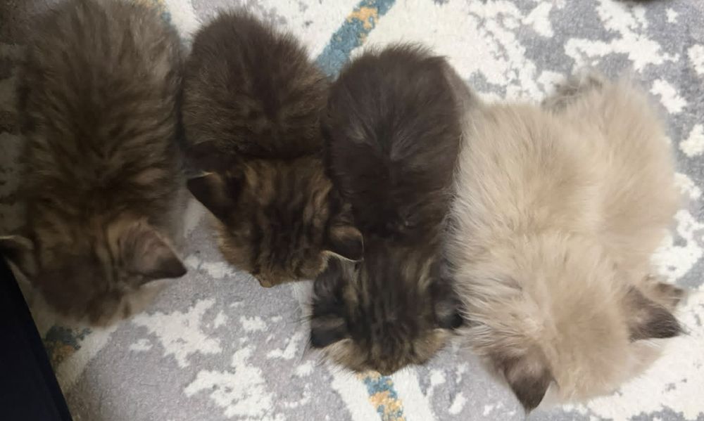 Британские Котята