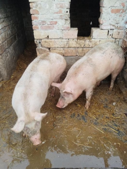 2броя домашни прасета 140 150кг