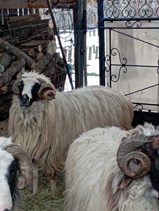 Vând berbec brez mare