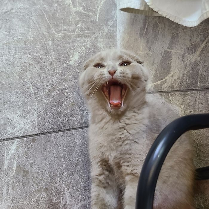 Продаётся котёнок скотиш фолд окрас лиловый