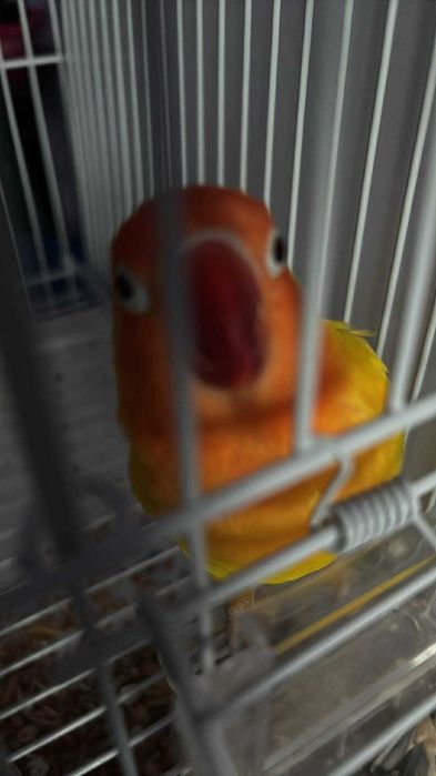 Vând papagal agapornis fischer