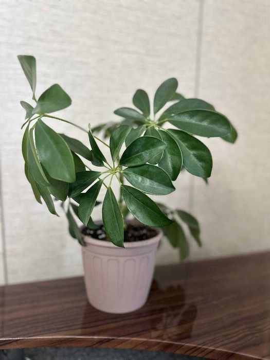 Продам  комнатные цветы