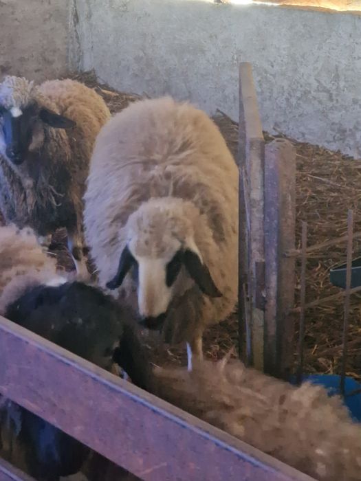 Oii tinere gestante schimb cu vaca de lapte