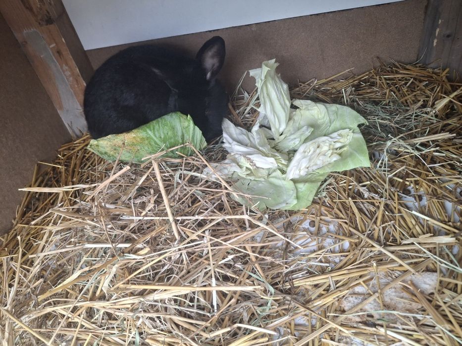 Vând iepuri de curte