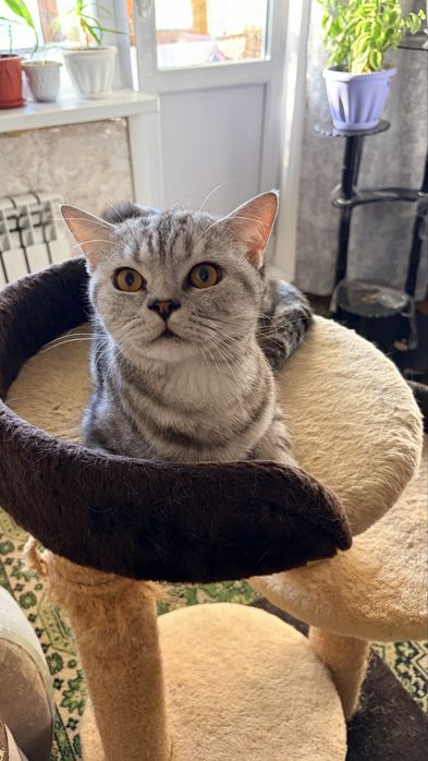 Отдам кота в добрые руки
